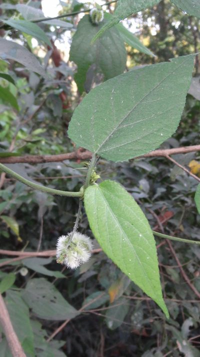 Tragia praetervisa, photographed by Siddarth Machado