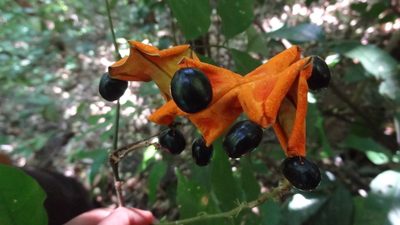 Archidendron bigeminum, photographed by Siddarth Machado