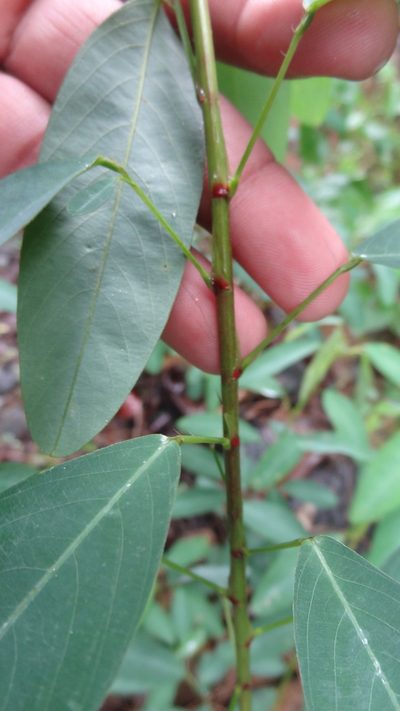 Codariocalyx motorius, photographed by Siddarth Machado