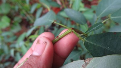 Codariocalyx motorius, photographed by Siddarth Machado