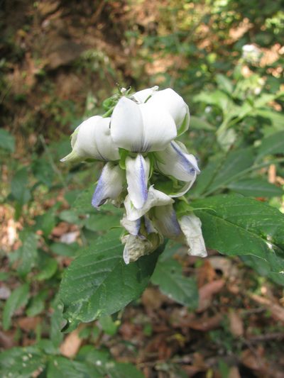 Crotalaria heyneana, photographed by Siddarth Machado