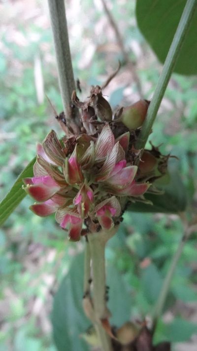 Flemingia macrophylla, photographed by Siddarth Machado