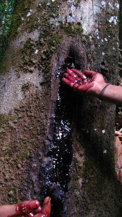 Prioria pinnata, photographed by Siddarth Machado