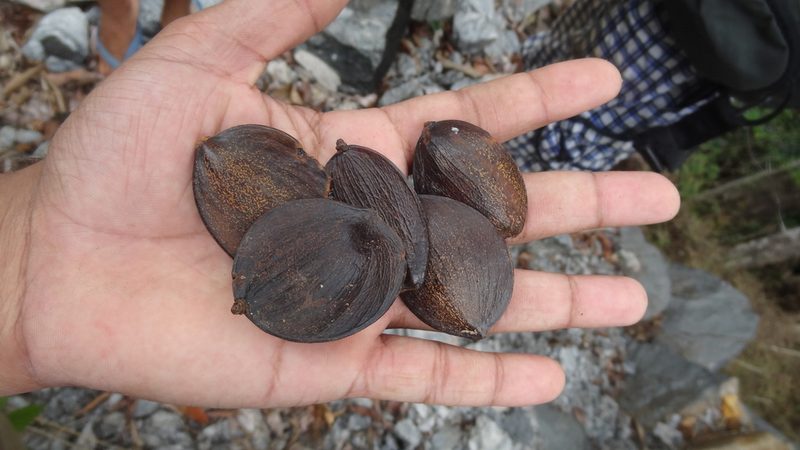 Prioria pinnata, photographed by Siddarth Machado