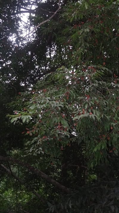Prioria pinnata, photographed by Siddarth Machado