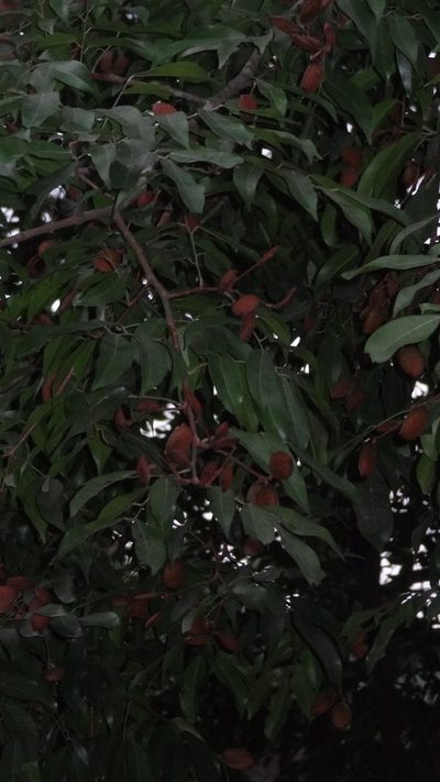 Prioria pinnata, photographed by Siddarth Machado