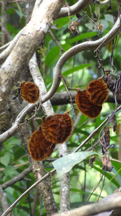 Mucuna monosperma, photographed by Siddarth Machado