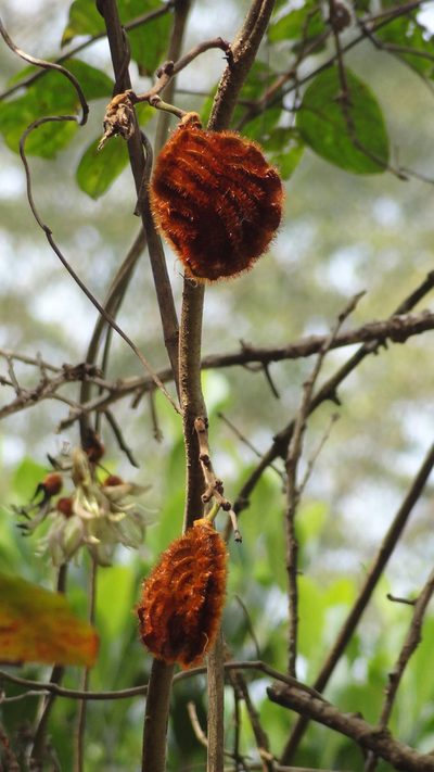 Mucuna monosperma, photographed by Siddarth Machado