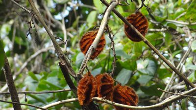 Mucuna monosperma, photographed by Siddarth Machado