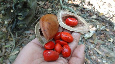 Ormosia travancorica, photographed by Siddarth Machado