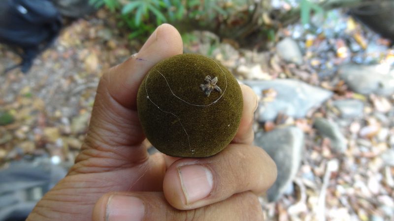 Hydnocarpus alpinus, photographed by Siddarth Machado