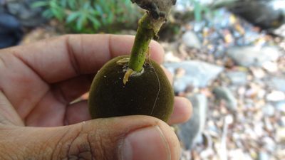 Hydnocarpus alpinus, photographed by Siddarth Machado