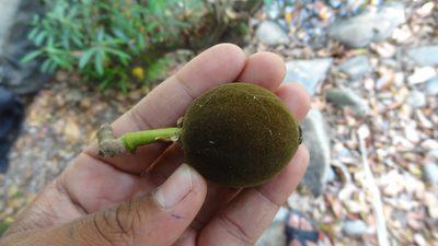 Hydnocarpus alpinus, photographed by Siddarth Machado