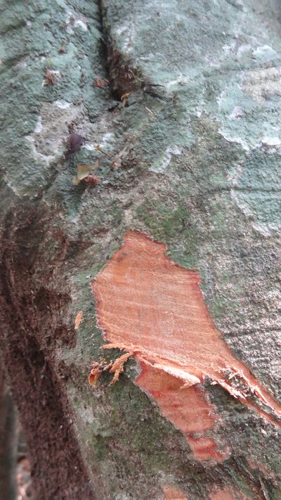 Hydnocarpus alpinus, photographed by Siddarth Machado