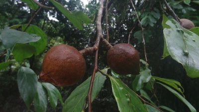 Hydnocarpus pentandrus, photographed by Siddarth Machado