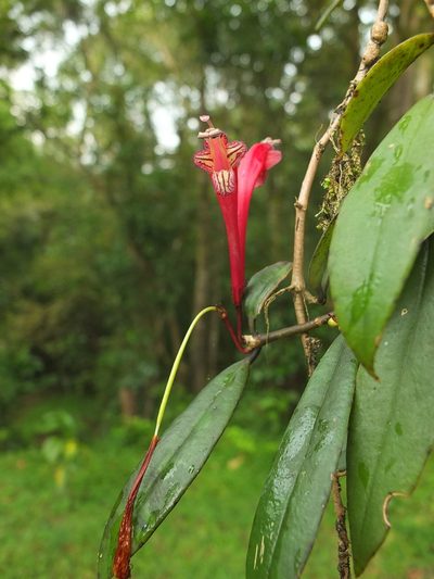 Aeschynanthus perrottetii, photographed by Siddarth Machado