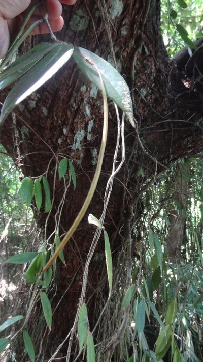 Aeschynanthus perrottetii, photographed by Siddarth Machado