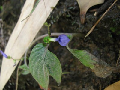 Rhynchoglossum notonianum, photographed by Siddarth Machado