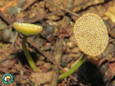 Dorstenia cayapia, photographed by Diogo Luiz