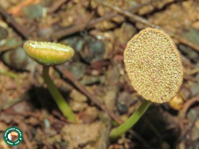 Dorstenia cayapia, photographed by Diogo Luiz