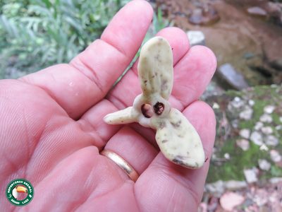 Annona mucosa, photographed by Diogo Luiz