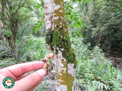 Annona mucosa, photographed by Diogo Luiz