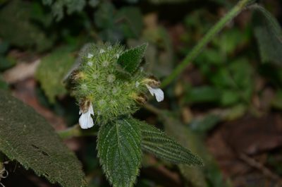 Leucas ciliata, photographed by Siddarth Machado
