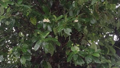 Fagraea ceilanica, photographed by Siddarth Machado
