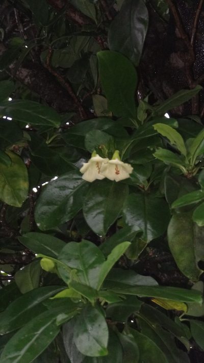 Fagraea ceilanica, photographed by Siddarth Machado