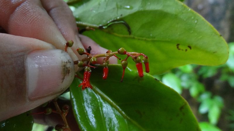 Helixanthera wallichiana, photographed by Siddarth Machado