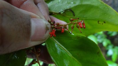 Helixanthera wallichiana, photographed by Siddarth Machado