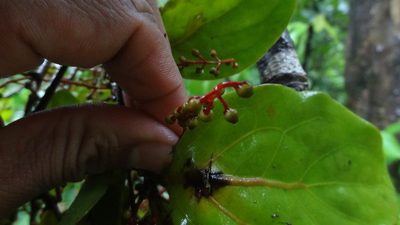 Helixanthera wallichiana, photographed by Siddarth Machado