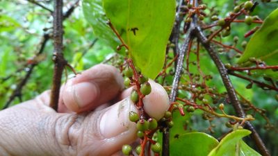 Helixanthera wallichiana, photographed by Siddarth Machado