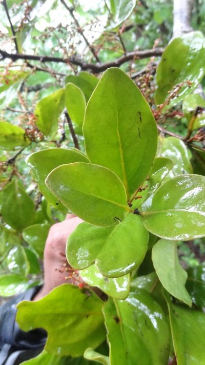 Helixanthera wallichiana, photographed by Siddarth Machado