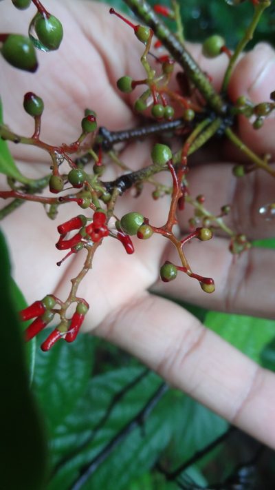 Helixanthera wallichiana, photographed by Siddarth Machado