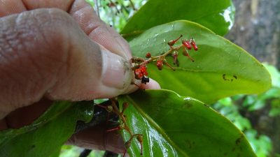 Helixanthera wallichiana, photographed by Siddarth Machado