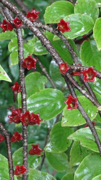 Tolypanthus lageniferus, photographed by Siddarth Machado