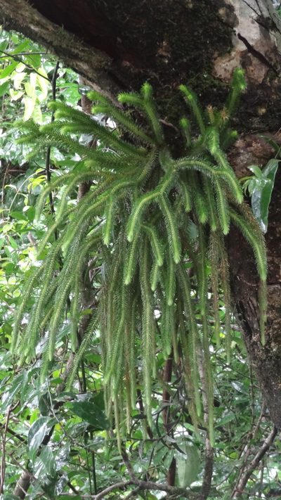Phlegmariurus squarrosus, photographed by Siddarth Machado