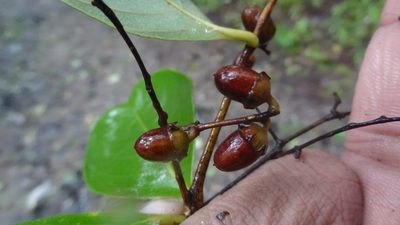 Lagerstroemia microcarpa, photographed by Siddarth Machado