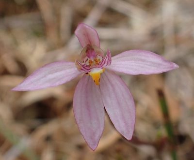 Caladenia alata, photographed by corunastylis