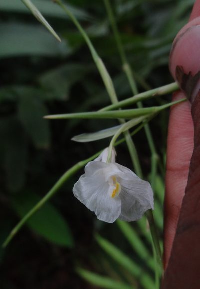 Indianthus virgatus, photographed by Siddarth Machado
