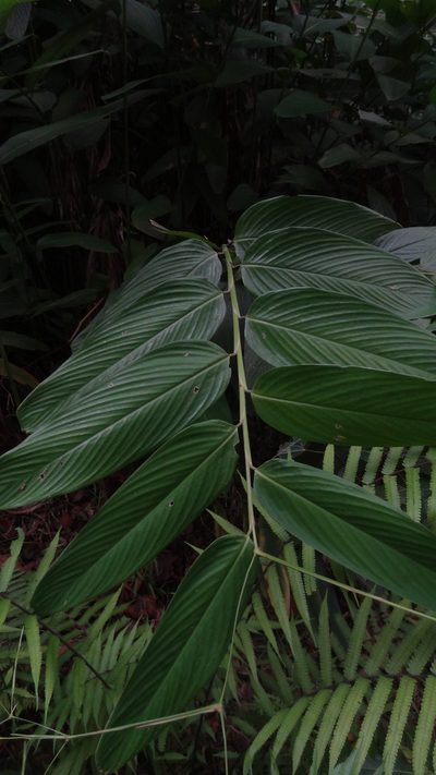 Indianthus virgatus, photographed by Siddarth Machado