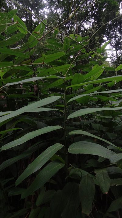 Indianthus virgatus, photographed by Siddarth Machado