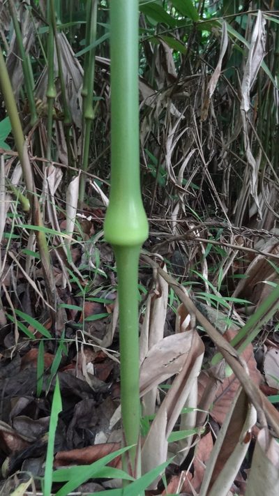 Indianthus virgatus, photographed by Siddarth Machado