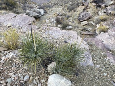 Yucca angustissima, photographed by Parker Hopkins