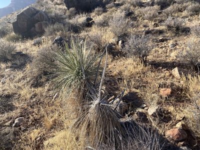 Yucca utahensis, photographed by Parker Hopkins