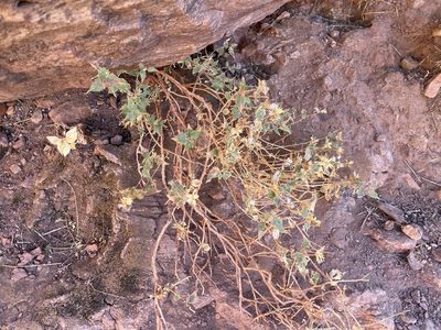 Brickellia atractyloides, photographed by Parker Hopkins