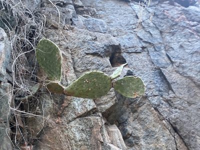 Opuntia woodsii, photographed by Parker Hopkins