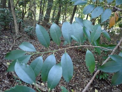 Cleyera japonica, photographed by Yoshihiro Tokue