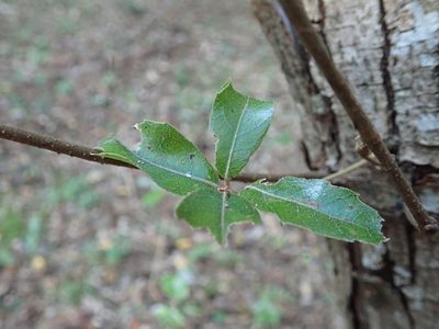 Quercus phillyreoides, photographed by Yoshihiro Tokue